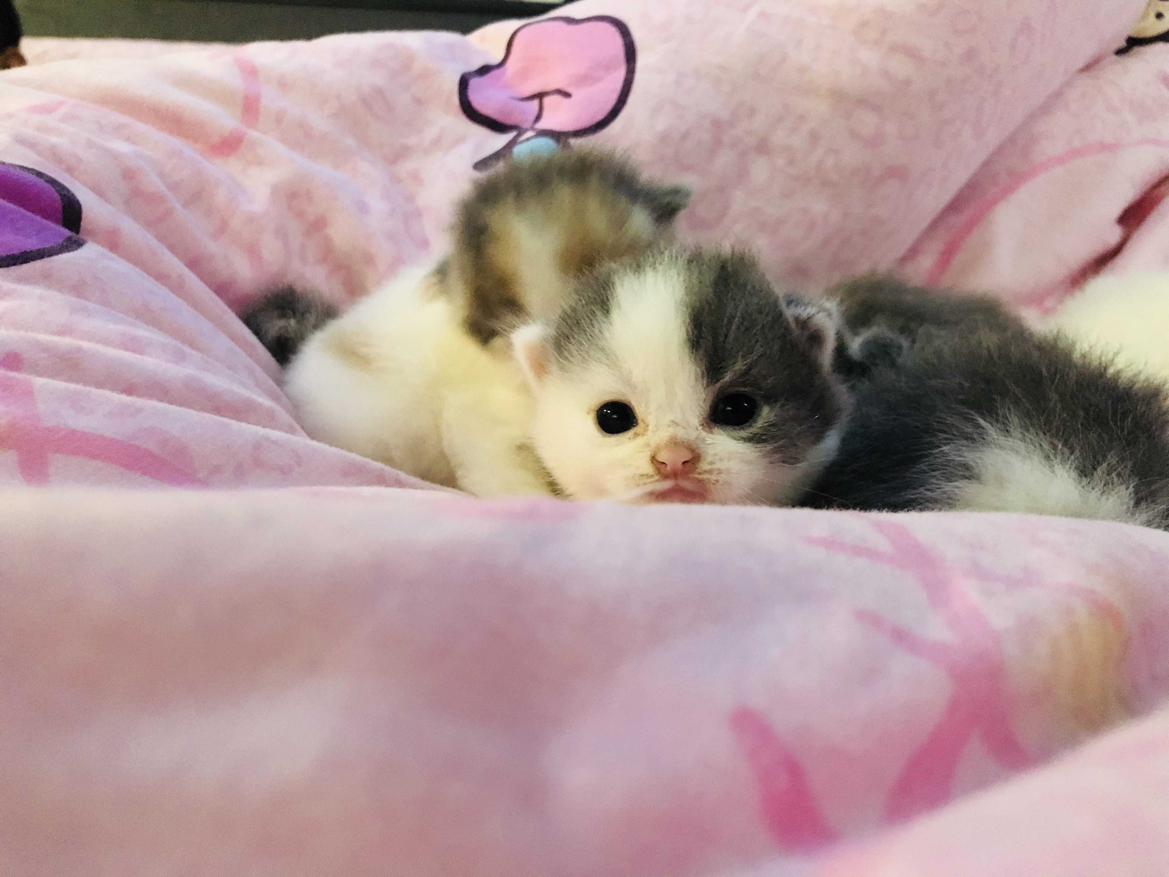 刚出生小猫