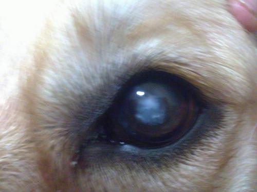狗狗白内障