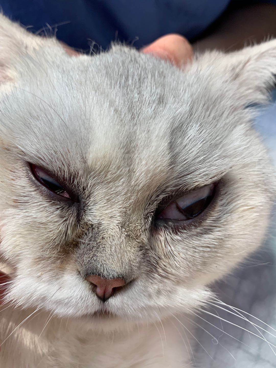 猫咪角膜溃疡