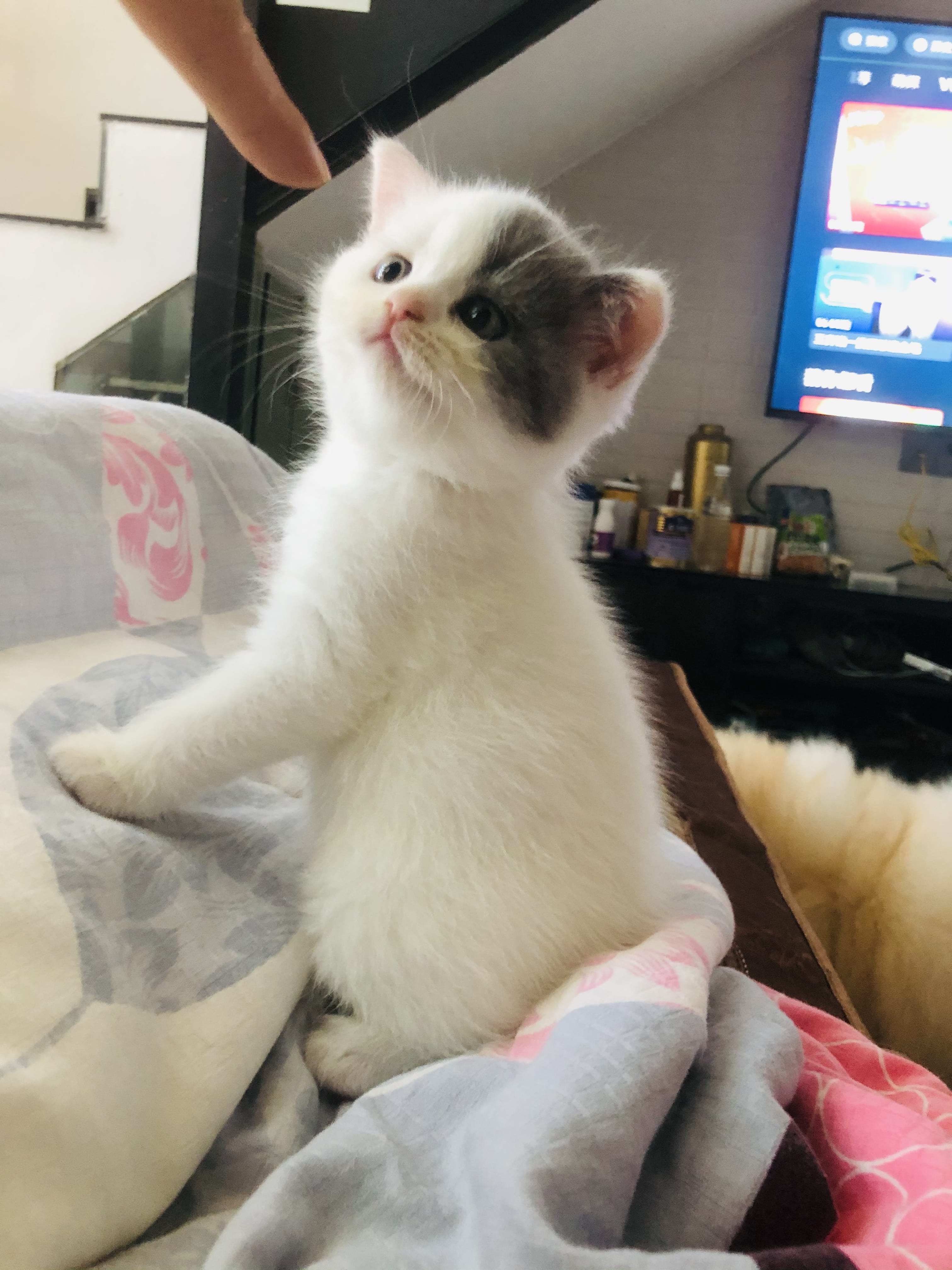 猫剪指甲