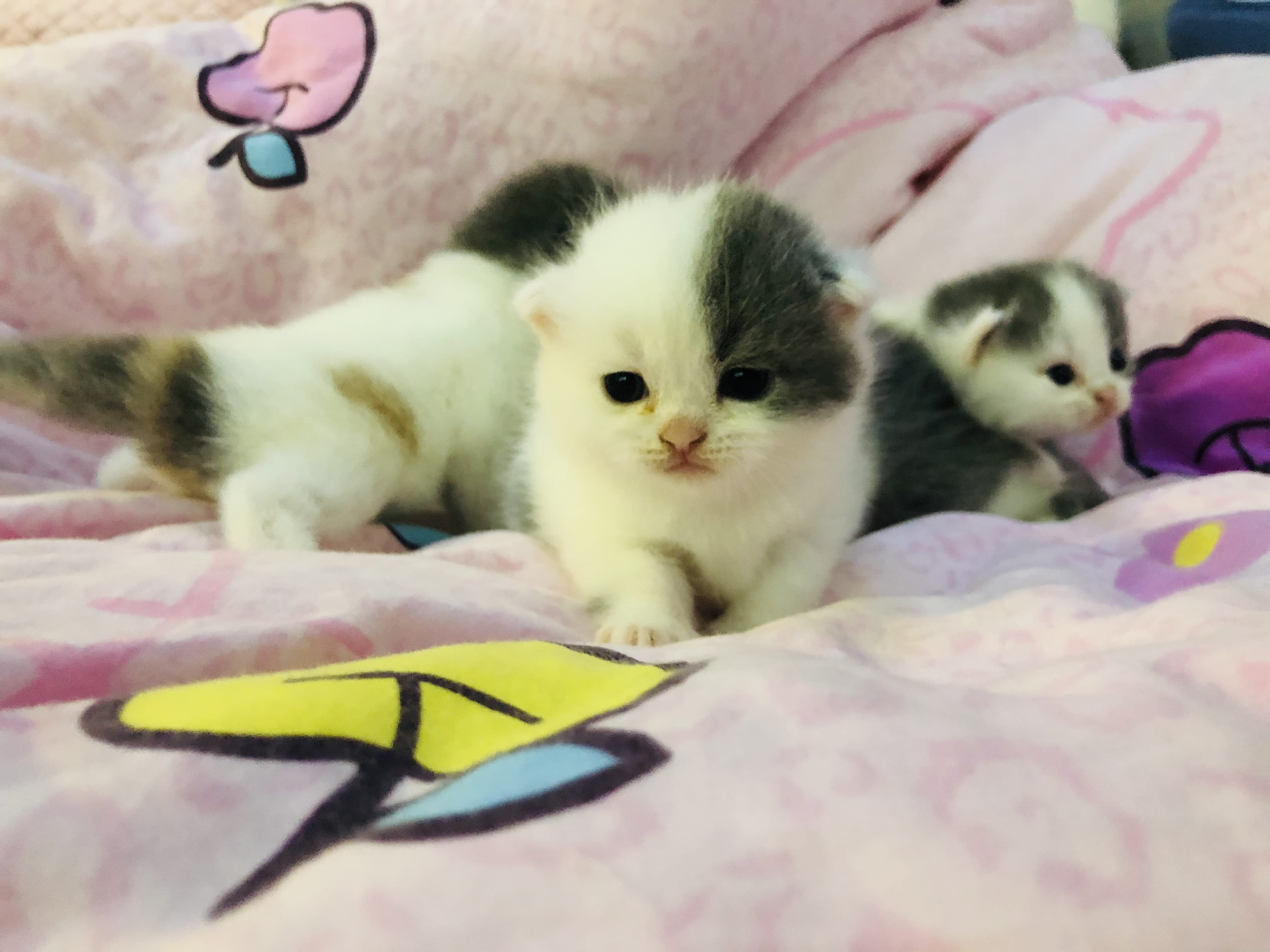 猫薄荷对猫有害吗？
