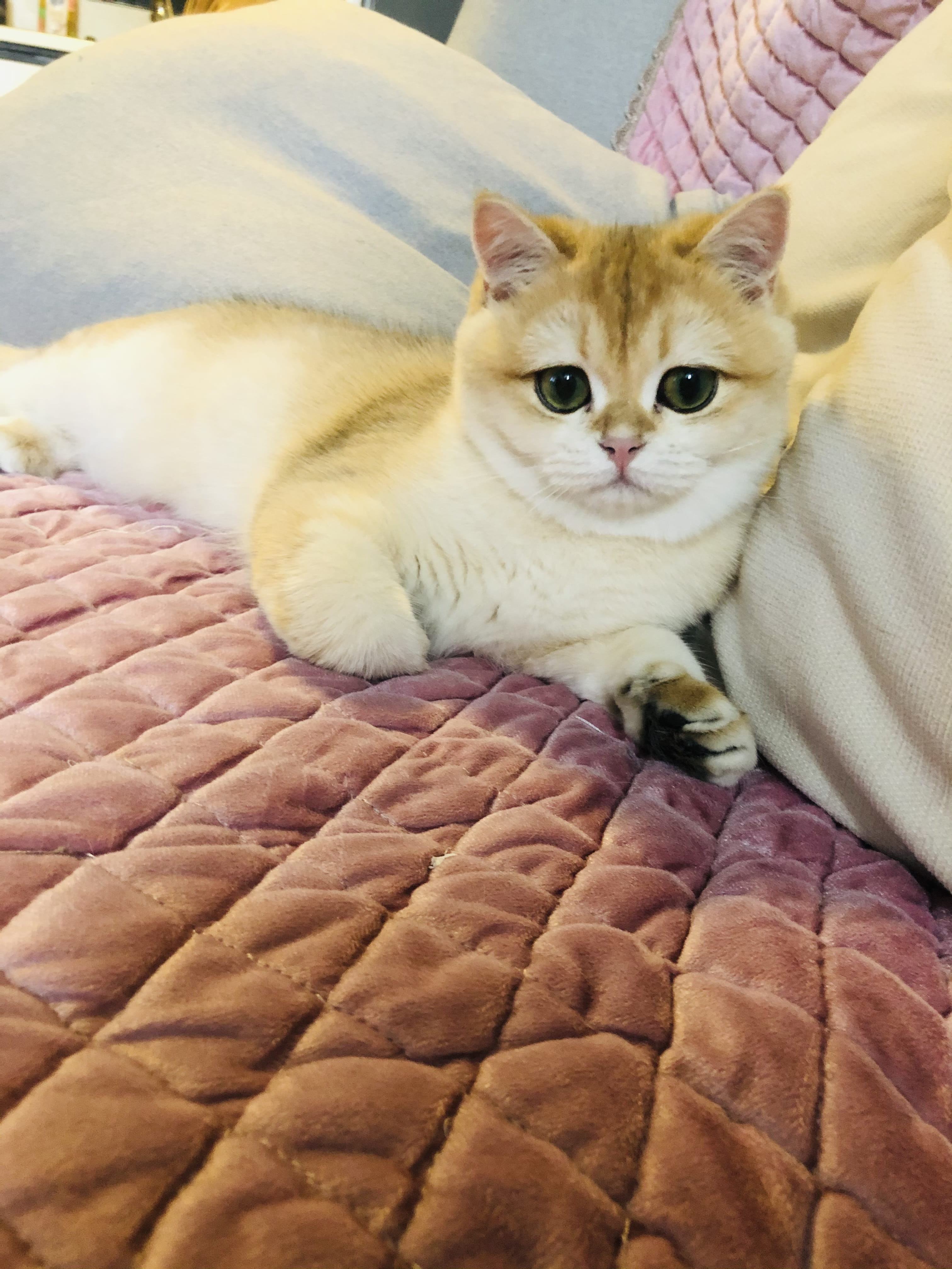 宠物医院猫