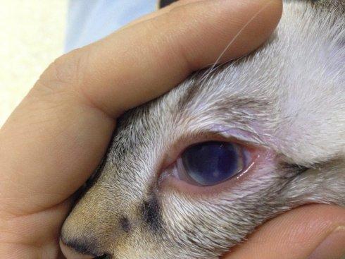 猫咪眼睛葡萄膜炎