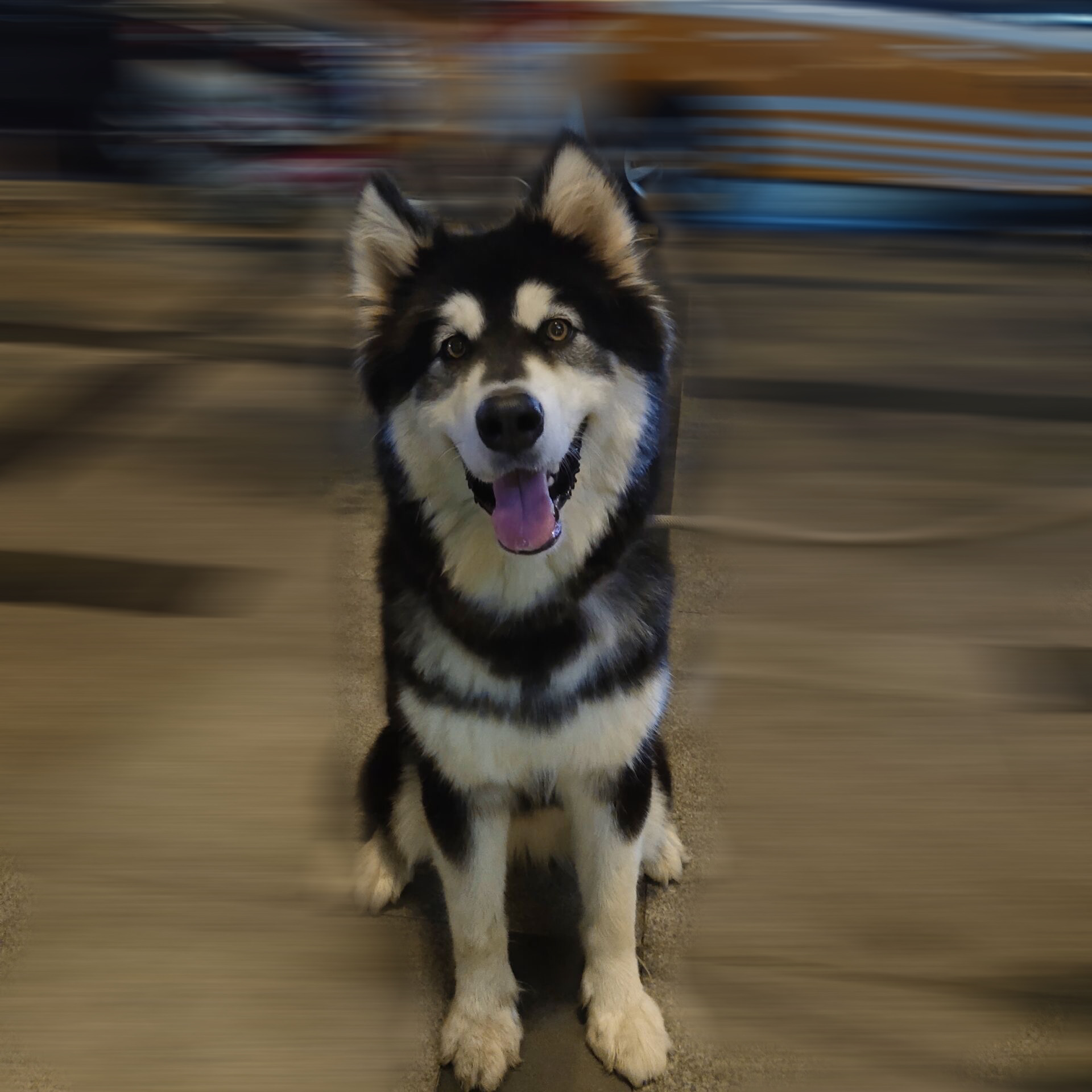狗狗抽搐的原因