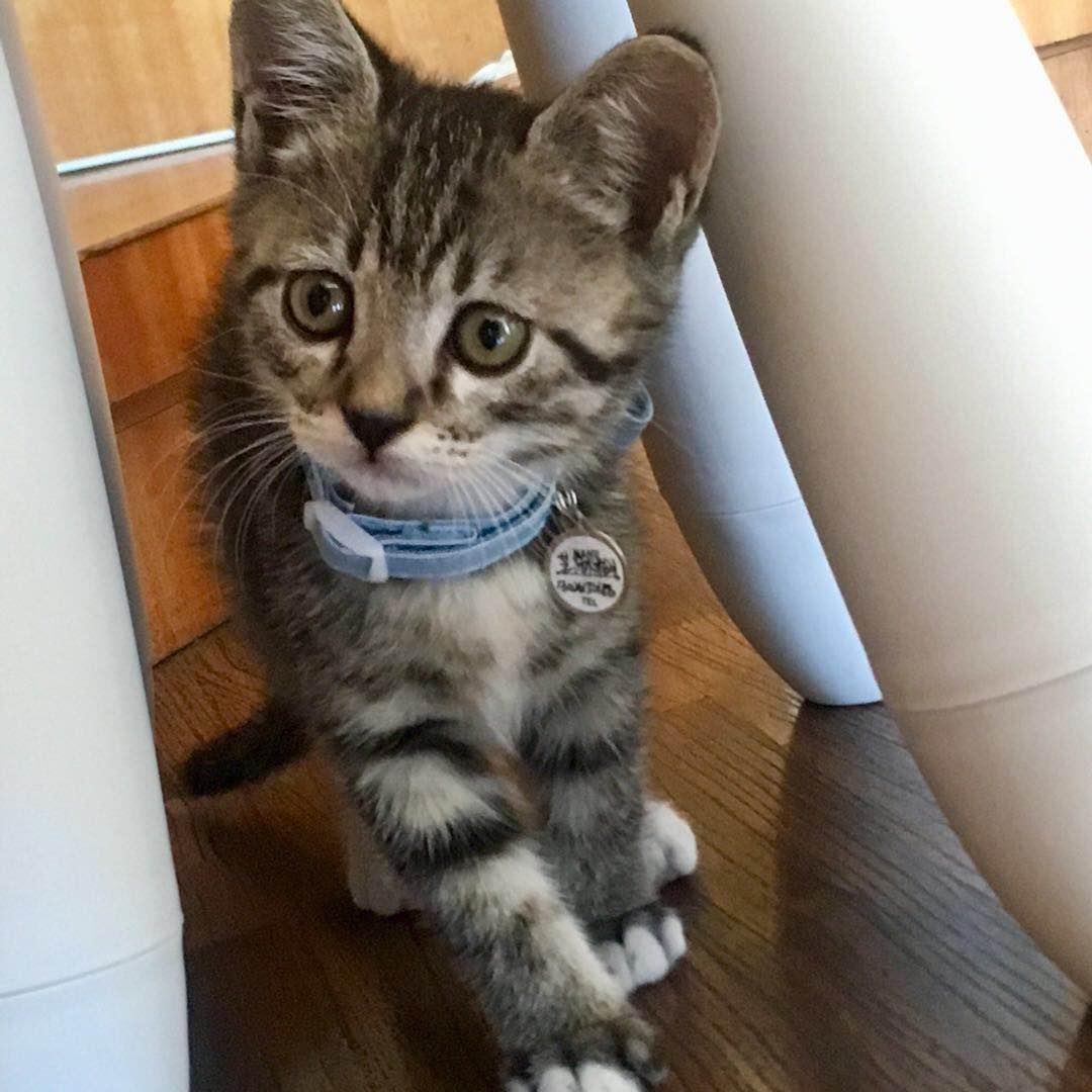 可爱小猫求领养