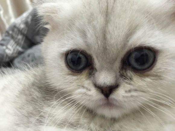 猫泪痕