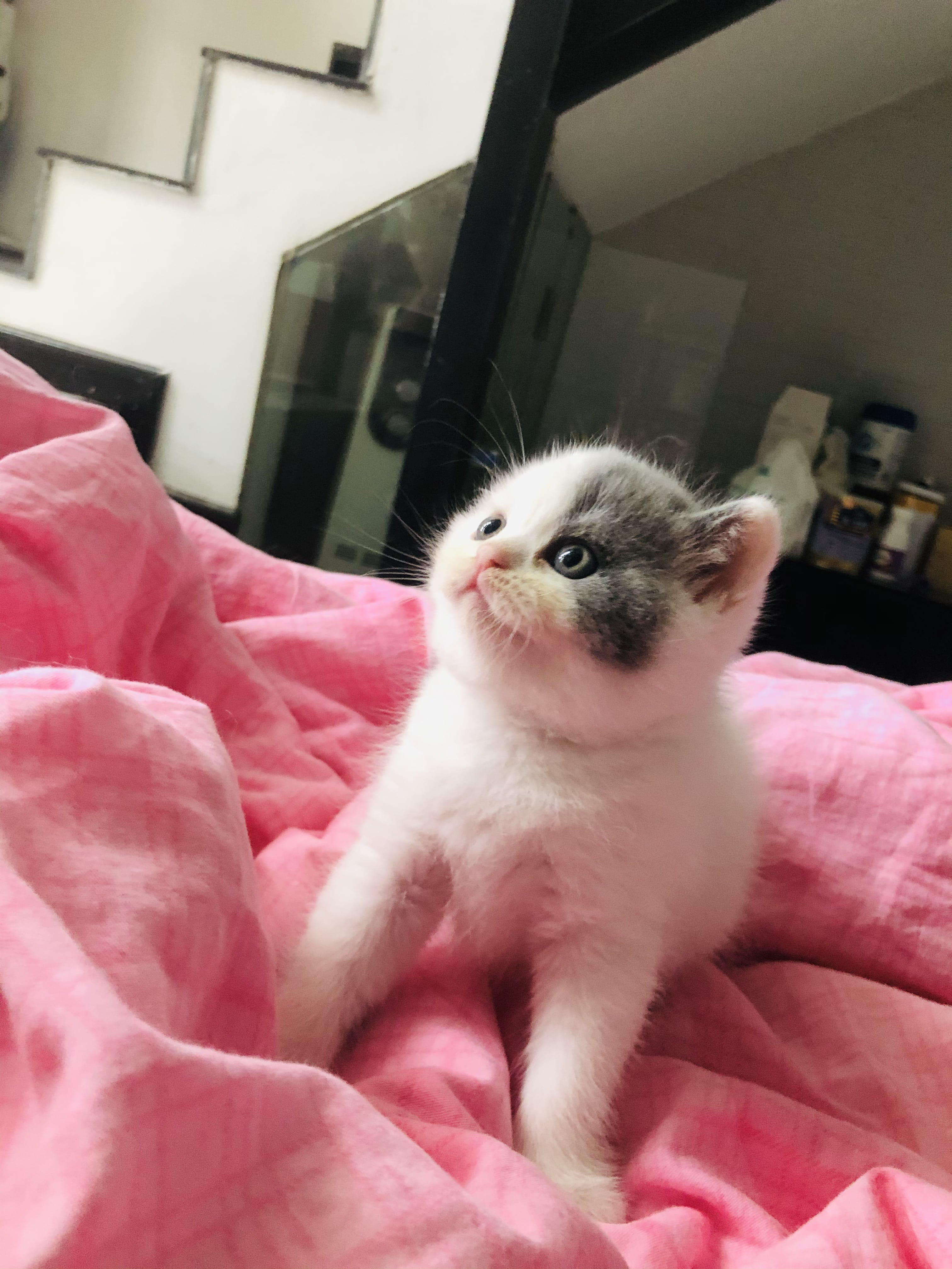 猫为什么喜欢猫薄荷